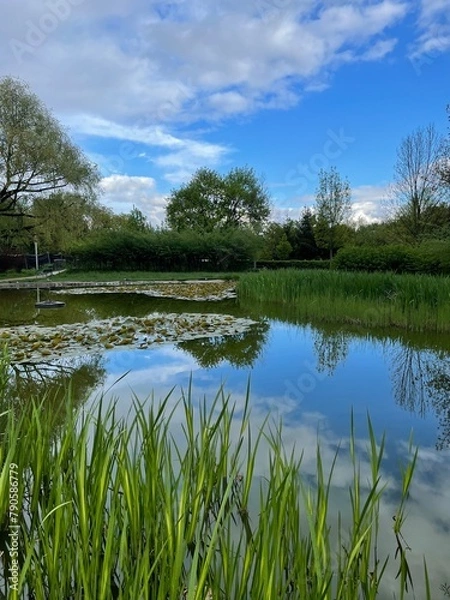 Obraz lake in the forest