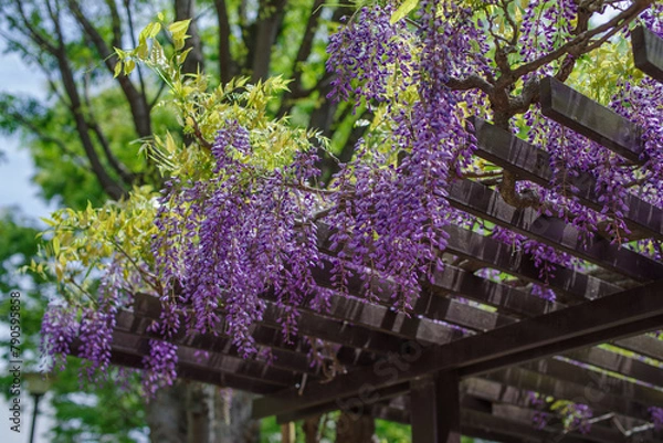 Obraz 東京港区赤坂5丁目の藤棚