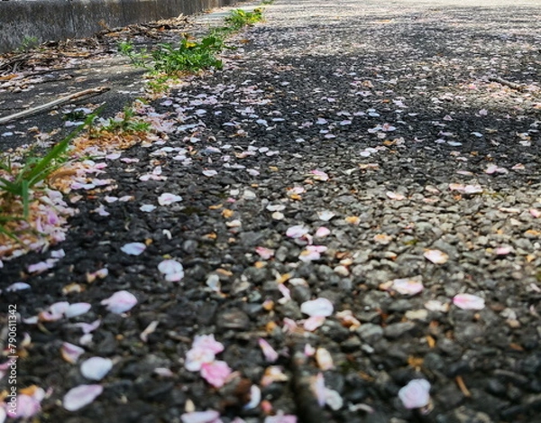 Obraz 桜の花びら