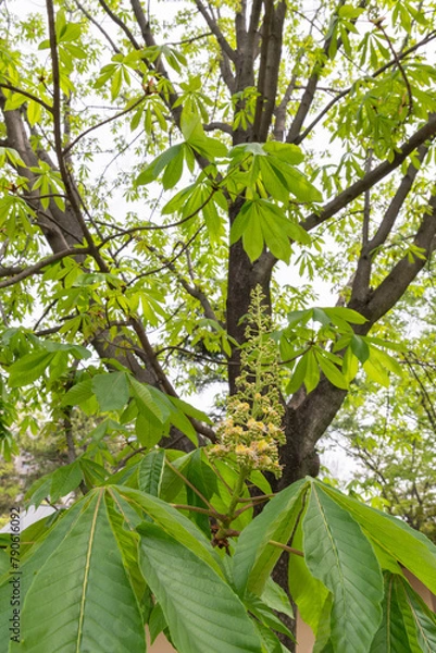 Fototapeta トチノキ（愛知県名古屋市）