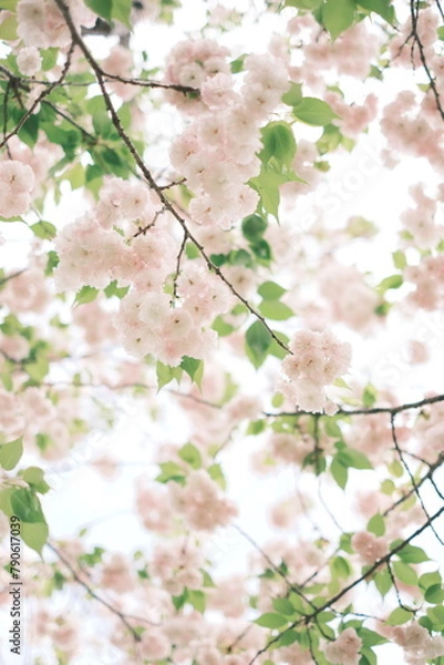 Fototapeta 満開の八重桜を下から見上げる、縦構図