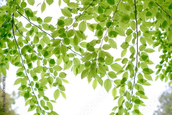 Fototapeta 桜の新緑を下から見上げる