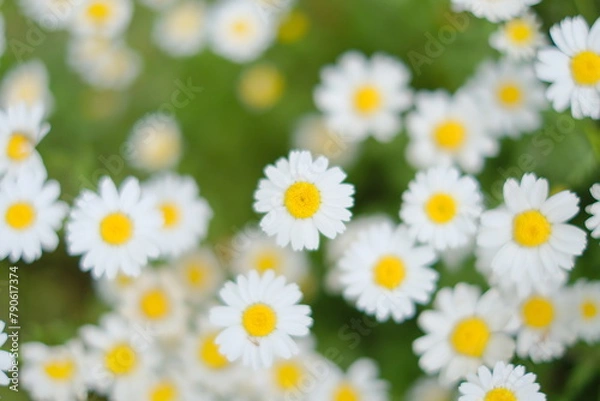 Fototapeta マーガレットの群生、幻想的なイメージ