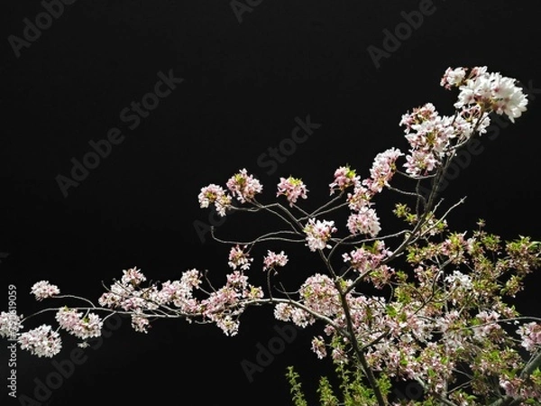 Obraz 夜の桜の輝き　夜桜