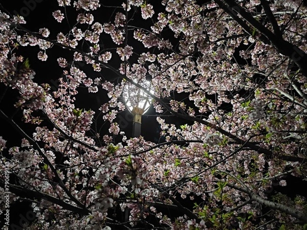 Obraz 夜の桜の輝き　夜桜