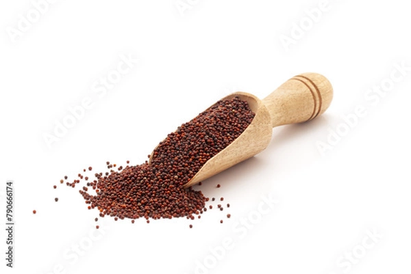 Obraz Front view of a wooden scoop filled with Organic Ragi (Eleusine coracana) or finger millet. Isolated on a white background.