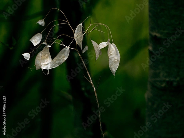 Obraz Dry skin in spring