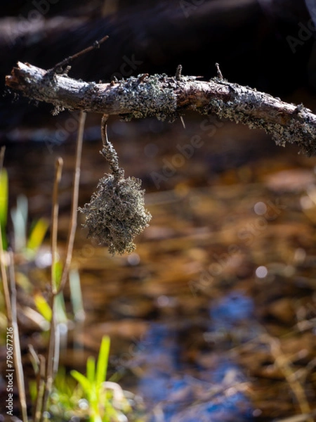 Obraz Lichen on a dead tree branch