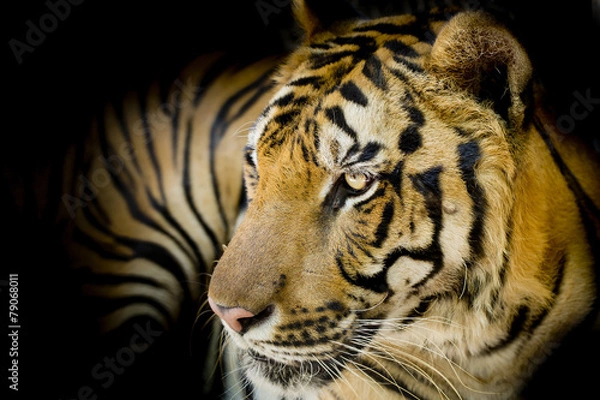 Obraz Close up tiger