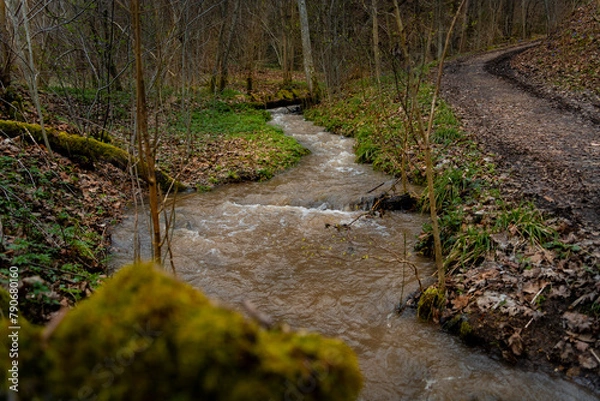 Obraz stream in the forest