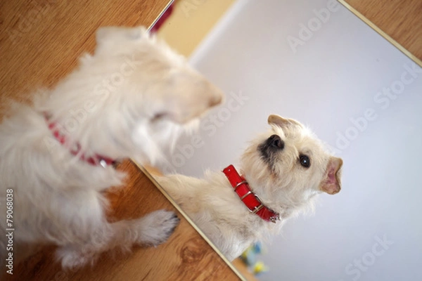 Fototapeta White puppy looking in the mirror