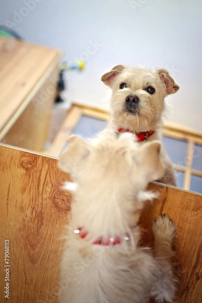 Obraz White puppy looking in the mirror