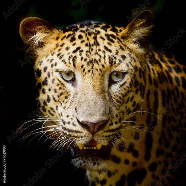 Fototapeta Leopard portrait