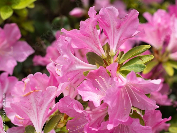 Fototapeta ツツジ