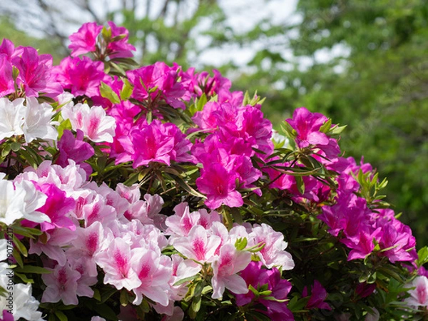 Fototapeta ツツジ