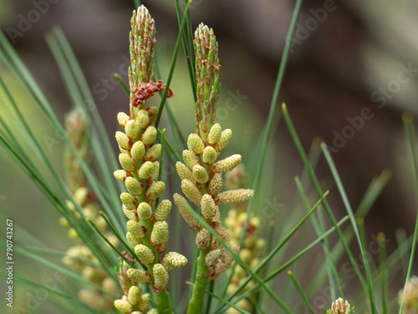 Obraz 松の花　タギョウショウ