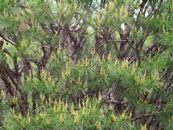 Obraz 松の花　タギョウショウ