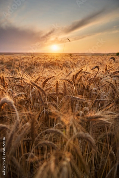 Fototapeta Ripe ears of barley against the background of the setting sun in an organic field