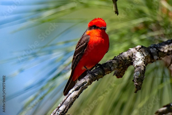 Obraz vermilion flycatcher