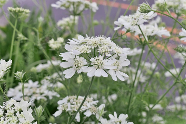 Fototapeta ニラの花