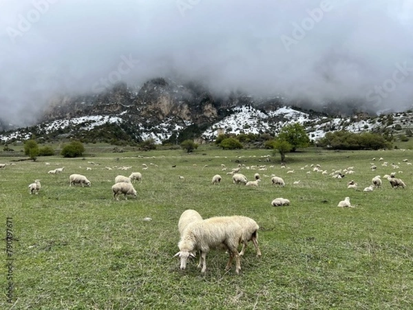 Fototapeta A flock of sheep grazing in the mountains against the backdrop of the Caucasus Mountains. Ingushetia, Caucasus, Russia. Beautiful spring landscape. A sheep with a lamb on a mountain slope.