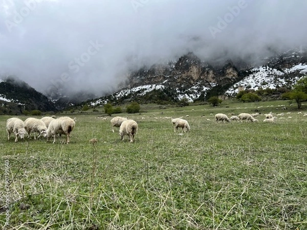 Fototapeta A flock of sheep grazing in the mountains against the backdrop of the Caucasus Mountains. Ingushetia, Caucasus, Russia. Beautiful spring landscape. A sheep with a lamb on a mountain slope.