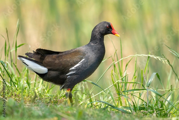 Fototapeta Close-up of a sitting / standing common moorhen with green backgorund