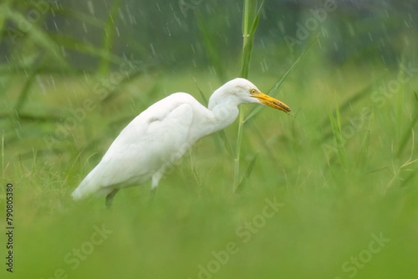 Fototapeta Close-up of a walking cattle egret (bubulcus ibis) with green background