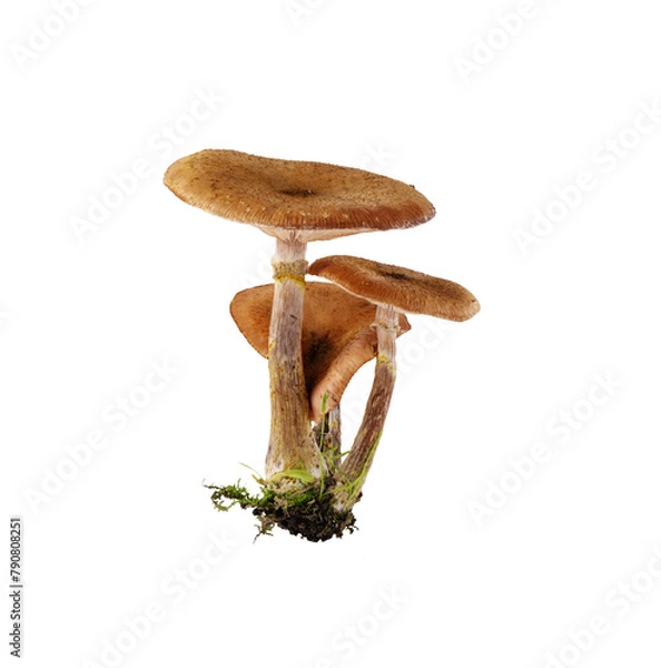 Fototapeta Bunch of mushrooms isolated on transparent background. Mushrooms with moss cut out for design.