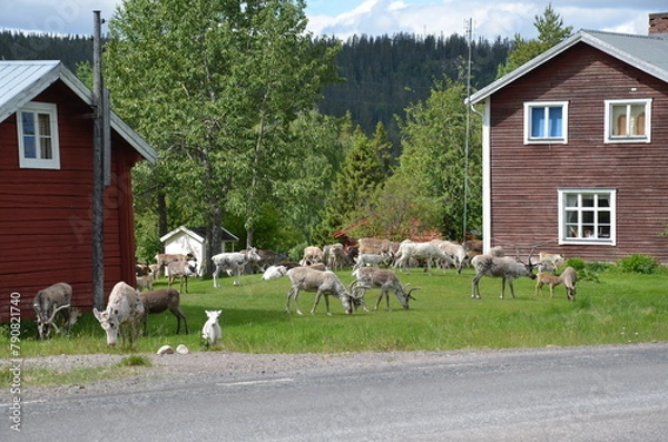 Obraz Reindeers in a garden....