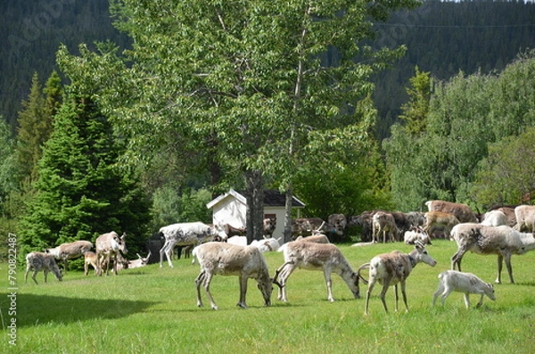 Obraz Reindeer flock