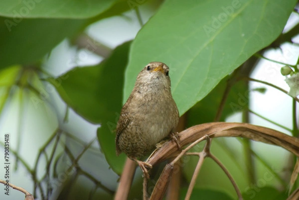 Fototapeta Troglodyte mignon,.Troglodytes troglodytes, Eurasian Wren