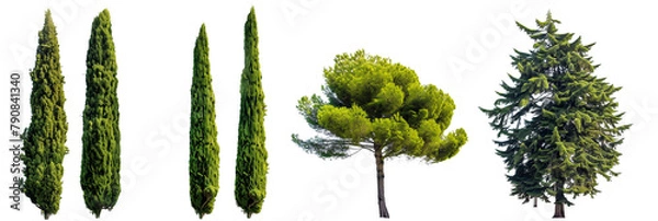 Obraz set of cypress trees, known for their longevity and elegant, conical shapes, isolated on transparent background