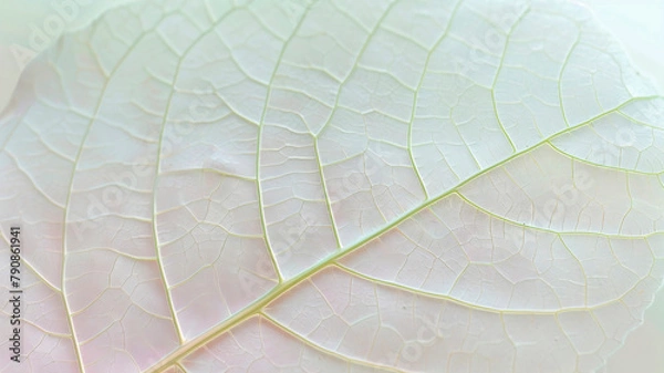 Fototapeta Leaf structure, leaf background with veins and cells, light pastel colors. Macro.