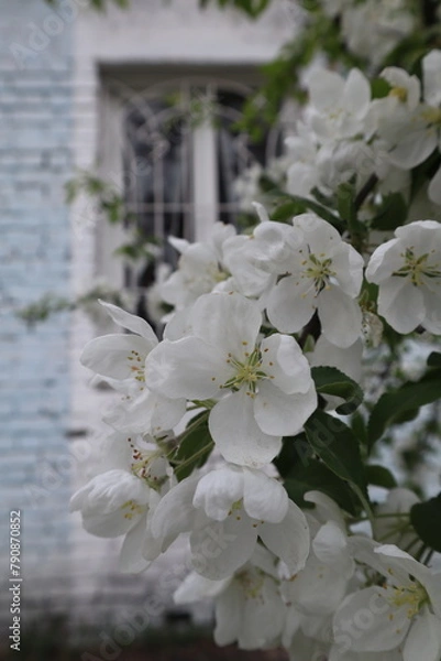 Fototapeta Blooming Branches of apple tree at spring close up.