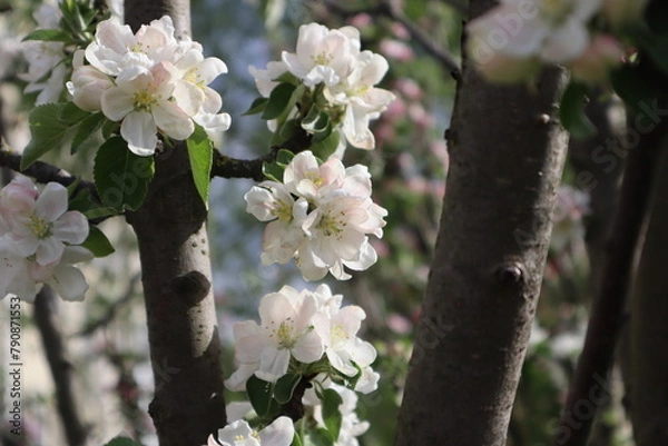 Fototapeta Blooming Branches of apple tree at spring close up.