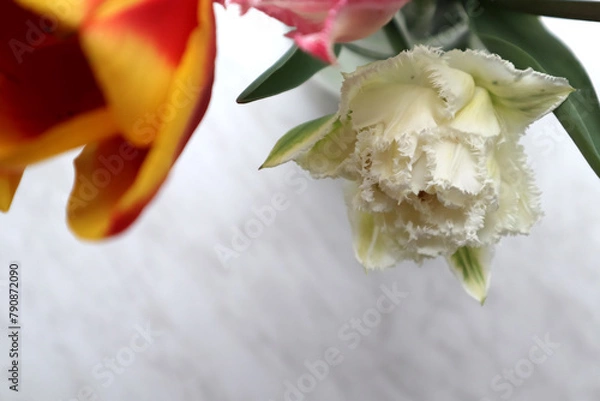 Obraz The beautiful tulip macro shot. 