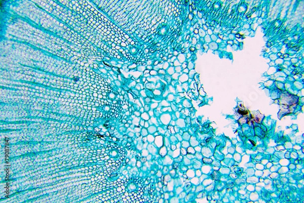 Obraz komórki roślinne