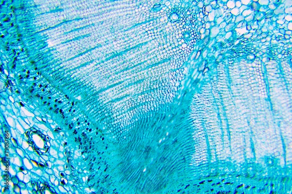 Obraz komórki roślinne