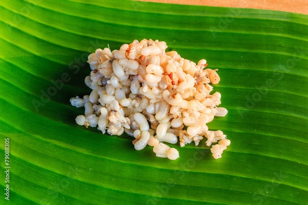 Fototapeta Czerwone jaja mrówek