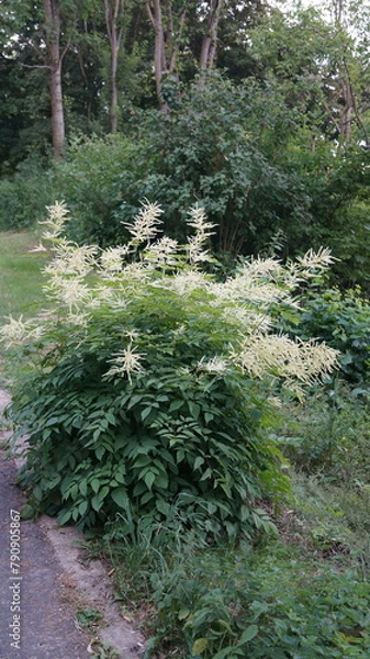 Obraz Forest goat's beard (Aruncus dioicus, Aruncus sylvester)