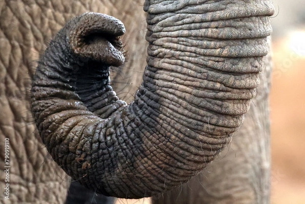 Fototapeta Curled elephant trunk