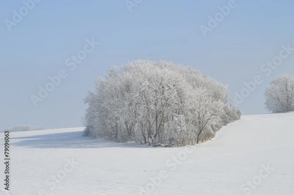 Obraz Schnee, Bäume, Insel, Winter