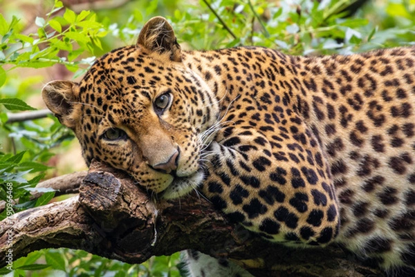 Fototapeta Javan leopard - Panthère de Java Panthera - pardus melas