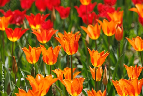 Obraz ユリ咲きのチューリップ（赤、オレンジ色）