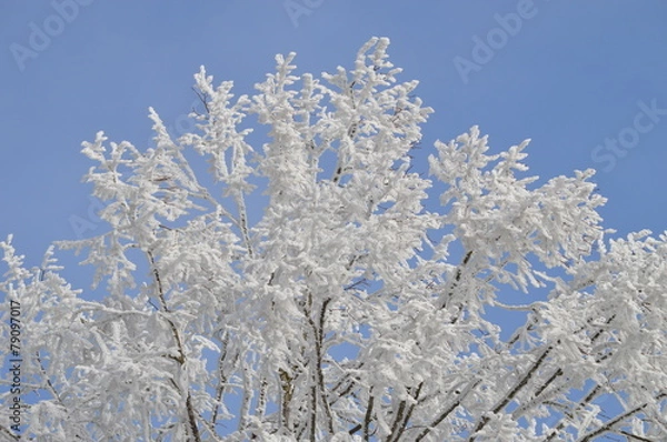 Obraz vereiste Äste, Zweige mit Schnee, Eis