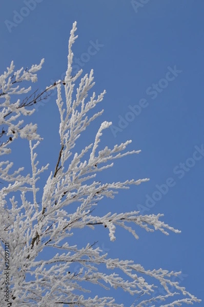 Obraz vereiste Äste im Winter