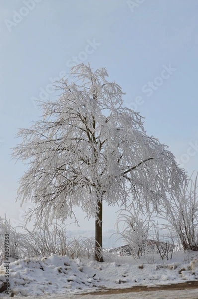 Obraz vereister Baum, Winter, Schnee