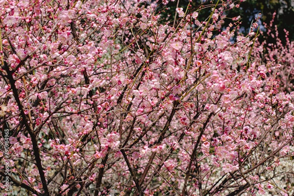 Obraz 咲き乱れる梅の花