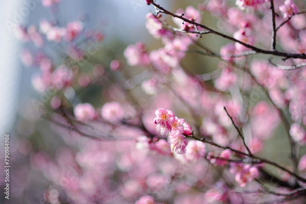 Obraz 桃色の梅の花